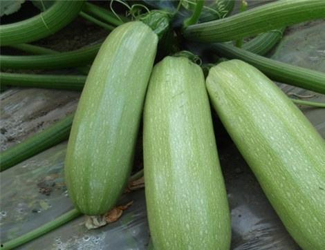 吃普瓜的好处,揭秘吃普瓜的五大益处