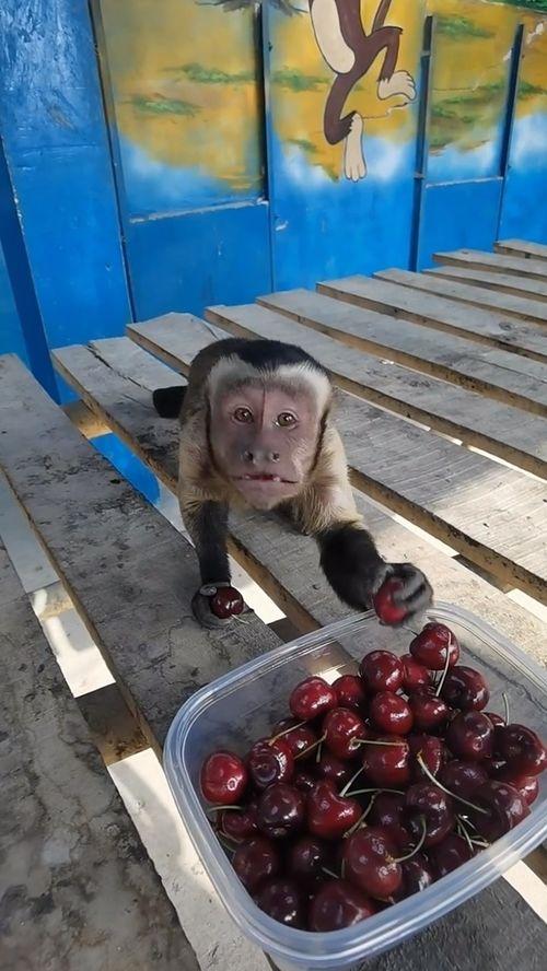 哼哼唧唧吃瓜,揭秘娱乐圈幕后故事