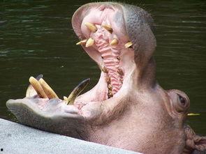 河马吃瓜砸到牙