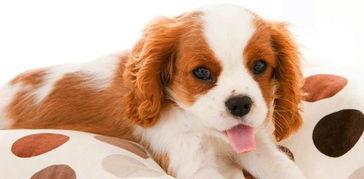 放心购精选头条狗狗口粮,品质狗狗口粮，呵护宠物健康生活