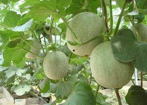 吃哈密瓜不长痘,揭秘不长痘的秘密