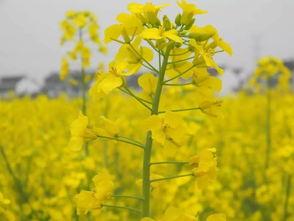 吴江网红油菜花海,春日里的网红田园风光盛宴”