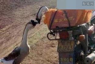 网红鹅已被宰杀,从网络宠儿到生命终结的反思