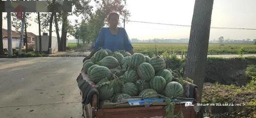 两个老师去买瓜,两位老师共赴瓜市趣事