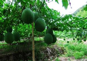 吊瓜树果怎样吃,吊瓜树果的多样食法探索