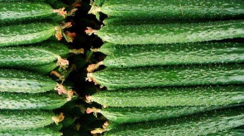 生殖医学吃瓜,揭秘生育之谜，共话生育健康