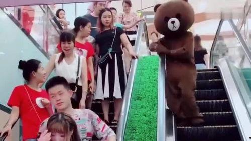 网红熊下电梯,萌态百出引网友热议