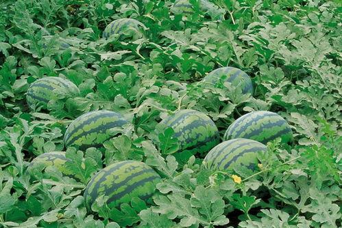 帝王路吃瓜人23