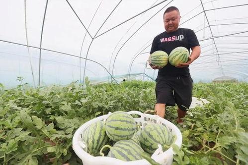 瓜田里免费吃瓜,免费吃瓜乐无边