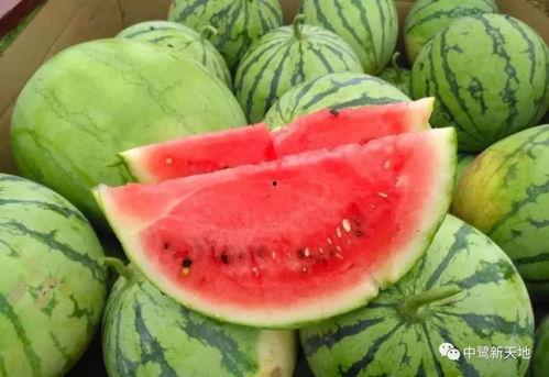 哪里有免费吃瓜的