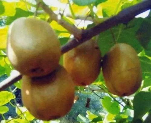 网红猕猴桃的爸爸,揭秘猕猴桃产业的创新之路