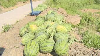 吃瓜系统搭建,轻松搭建你的娱乐资讯平台