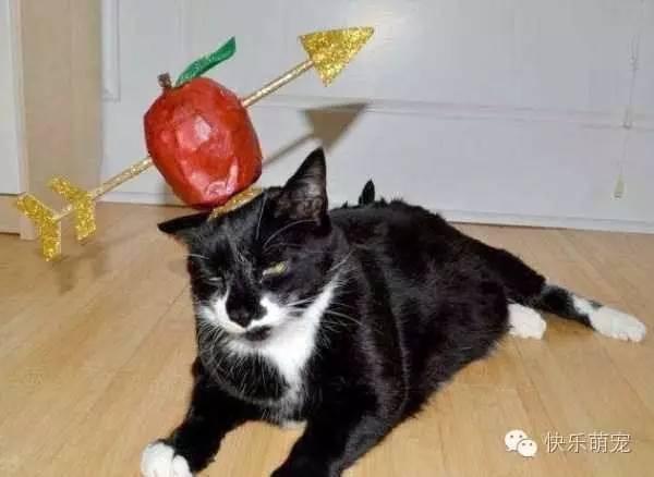 今日头条猫咪比赛视频,萌宠争霸！今日头条猫咪比赛精彩瞬间大盘点