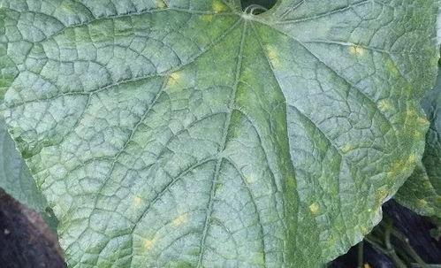 黄色甲虫吃瓜叶,揭秘昆虫生态链中的奇妙现象