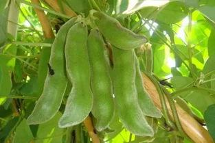 北流吃瓜视频,揭秘网络热点的背后真相