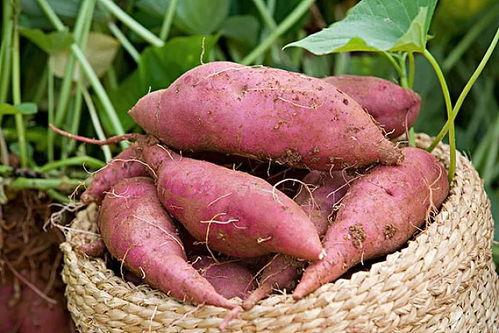 网红地瓜产自哪儿,揭秘地瓜原产地之谜