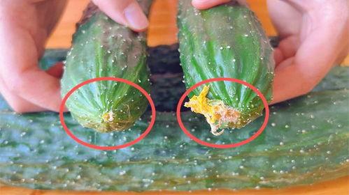 最新黄瓜爆料视频大全集