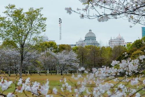 桂阳樱花网红打卡地点,网红打卡地，浪漫花海等你来邂逅