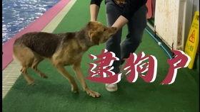 柯基跑夜路吃瓜