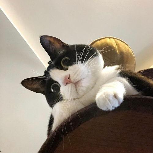 网红猫土豆几岁可以吃,揭秘网红猫几岁开始享受美食之旅