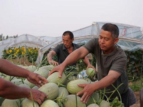 潘村吃瓜,揭秘乡村里的欢乐时光