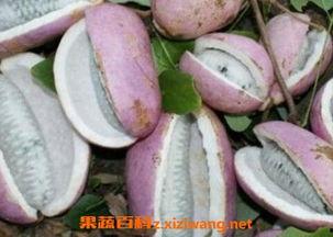 燕子吃八月瓜,探寻自然界的智慧食趣